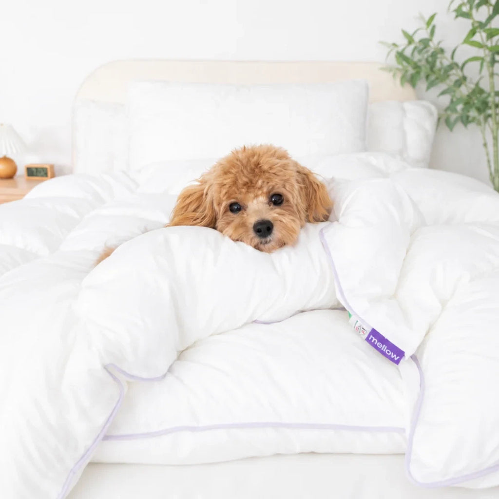 Duvet Insert - Twin/Twin XL