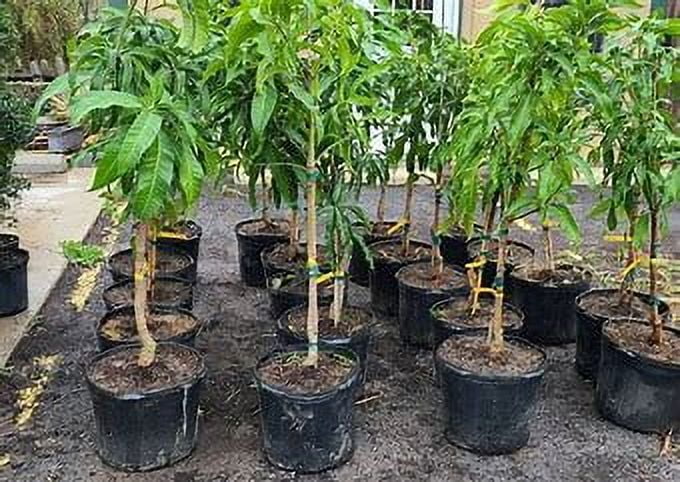 Malika Dwarf Cold Hardy Grafted Mango Tree, 2-4 Feet Tall