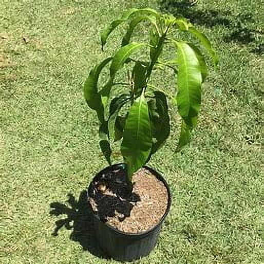 Malika Dwarf Cold Hardy Grafted Mango Tree, 2-4 Feet Tall
